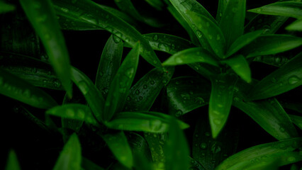 green plant in the garden