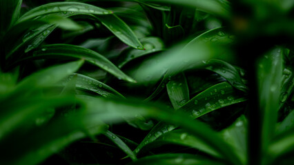 green plant in the garden