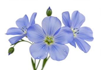 Obraz premium Macro photography of delicate blue flax flowers with soft petals and dewdrops on white background