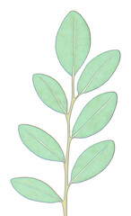Naklejka premium Pastel Green Leaves Soft Light Botanical Illustration. AI Generated