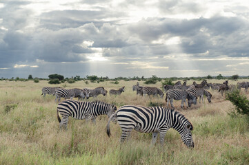 Burchell's zebra herds on the open plains against a stormy cloud backdrop 