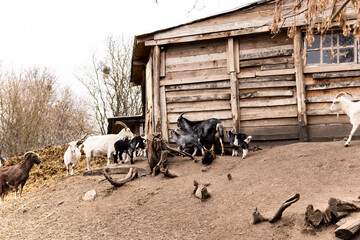 Goats of various colors including white, gray, black, and brown are gathered on a sloped dirt area....