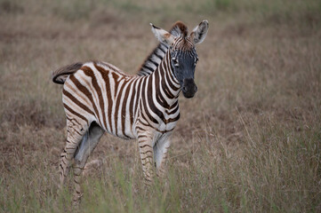 Unique markings on a Burchell's zebra foal with a black snout