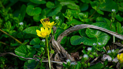 yellow flower