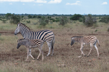 Burchell's zebra mare with two uniquely marked foals with black muzzles 