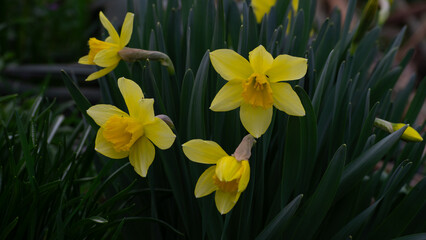 Obraz premium yellow flower