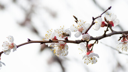 Obraz premium blooming apricot