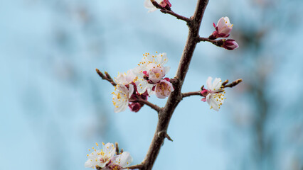 blooming apricot