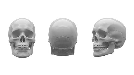 Fototapeta premium Human Skull 3D Rendered illustration