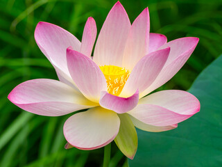 蓮の花