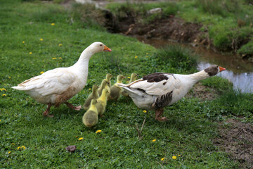 Obraz premium Goose Family with Goslings in Spring Meadow