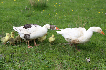 Goose Family with Goslings in Spring Meadow