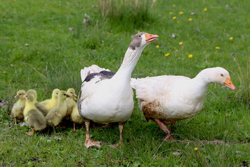 Goose Family with Goslings in Spring Meadow