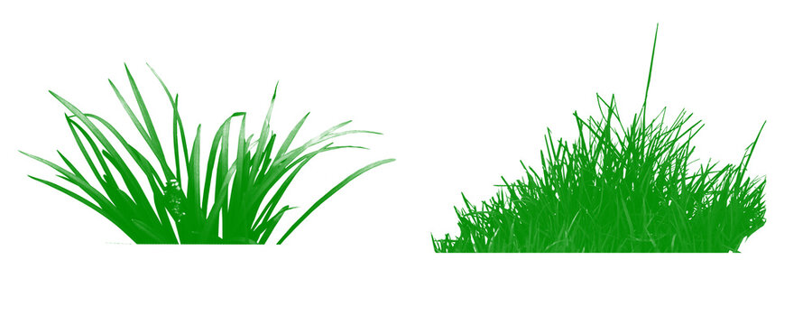 Wild prairie grass collection including tall bluestem and switchgrass in high-res PNG isolated on a Transparent or White Background