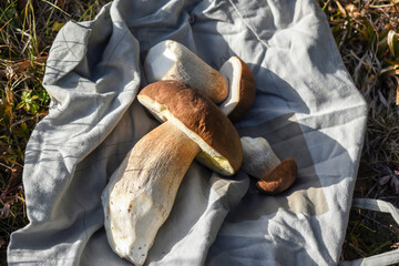 Porcini mushroom (Boletus edulis) on a gray cloth bag in the grass, mushroom picking
