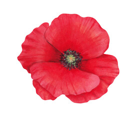 Poppy flower bud. Watercolor illustration. Wild poppy festival. Hand drawn isolated art. Remembrance and mourning day. Botanical herbaceous plant. Spring and labor day. Medicine, gardening