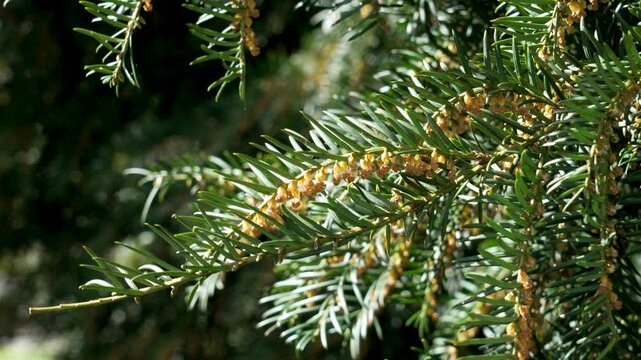 Blooming spring European yew with gold pollen inflorescences and green needles. Taxus baccata plant in sunny day