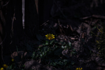 yellow flower on the ground