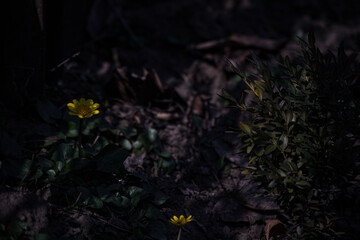 yellow flower on the ground