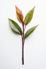 Obraz premium Clean botanical object, studio-quality clarity, centered on white background