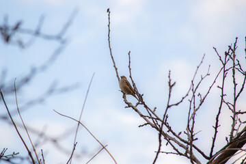 bird on a branch