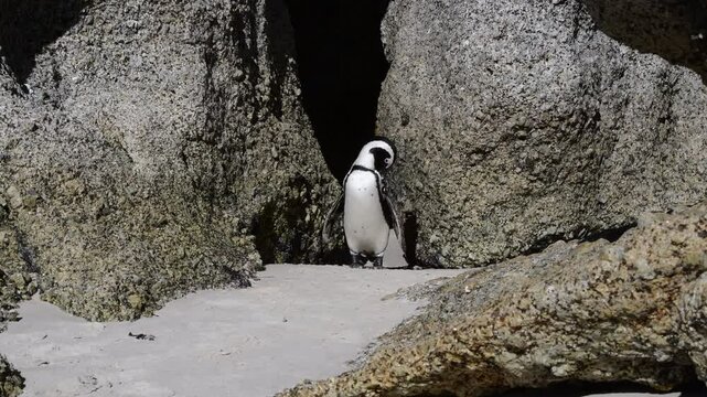 One little African penguin on sandy beach hiding between rocks. Spheniscus demersus or jackass penguin. Colony on Boulders Beach Nature Reserve in Simon's Town in South Africa. Wildlife nature birds