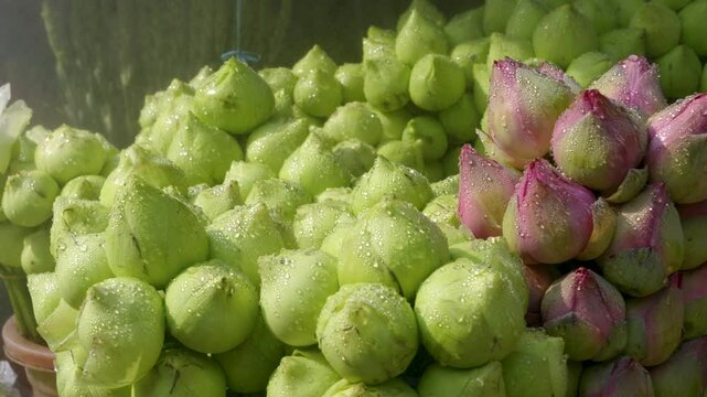 Close up of lots flower buds in purple and green