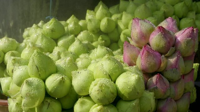 Lots flower buds closed, slow motion slider