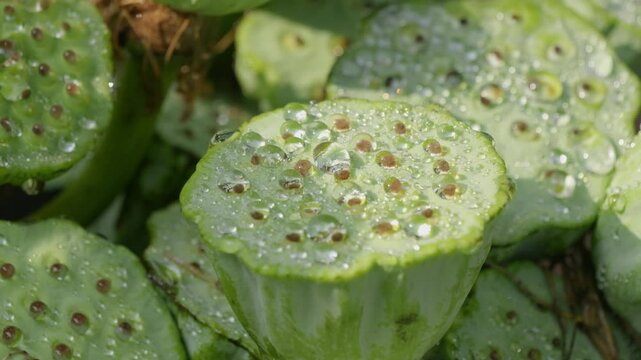 Trypophhopia lotus root close up with water