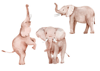elephants watercolor clipart safari cute animals tropics
