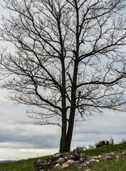 a beautiful tree on a hill sky