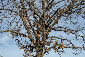 background with bare branches whit dry leaves