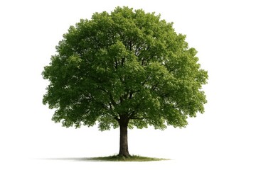 Fototapeta premium Lush Green Tree Standing Tall in a Bright Setting With Abundant Foliage and Sturdy Trunk
