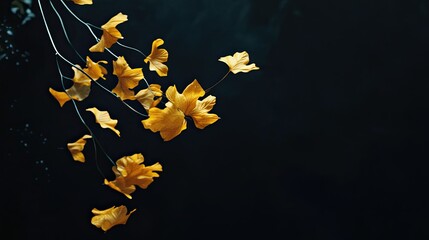 A few yellow maple leaves fall from the upper left corner of an all-black background