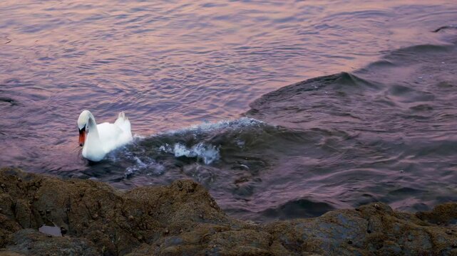 Swan feeding in water stock footage.