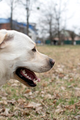 Portrait of a dog. Portrait of a labrador