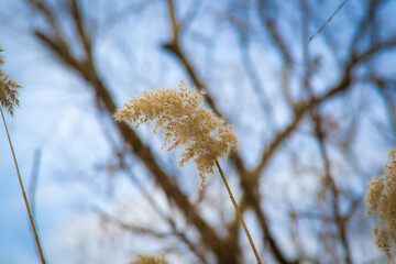 willow branches in the wind