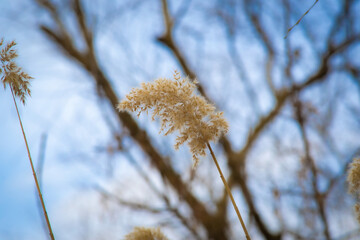 willow branches in the wind
