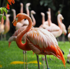 American Flamingo Portrait.
A close-up of a vibrant pink and orange American flamingo standing in a grassy area with other flamingos blurred in the background.