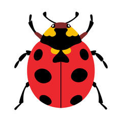 Stylized ladybug beetle with unique and colorful design. Hand drawn trendy flat style. Simple, Minimalist design, clean lines modern flat style. Ideal for nature designs,childrens illustrations