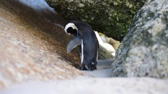One little African penguin on sandy beach hiding between rocks. Spheniscus demersus or jackass penguin. Colony on Boulders Beach Nature Reserve in Simon's Town in South Africa. Wildlife nature birds