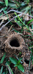 Tiny Ant Habitat Built in Earth.