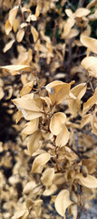 Amazing View of a Naturally Faded Plant.