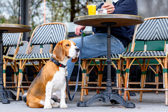 Cute beagle dog sitting beside owner, a businessman, while using a smartphone at an outdoor cafe in sunny Paris, France