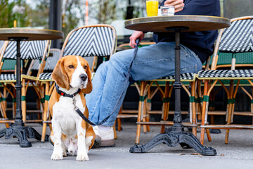 Cute beagle dog is sitting on leash outside typical Parisian cafe, while owner is having breakfast