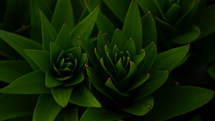 flowers in the garden