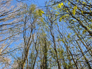 A tree canopy in early spring