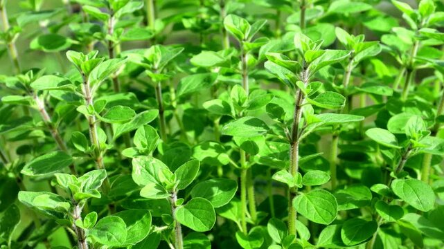 Majoram, fresh green herb in a closeup in spring in a garden
