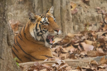 Bengal Tiger in the Jungles of India 