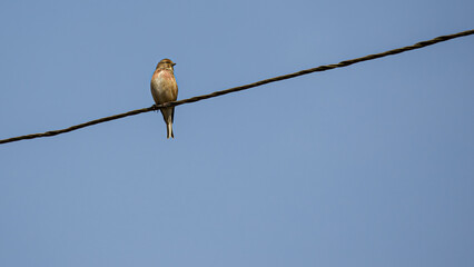 high voltage wires bird